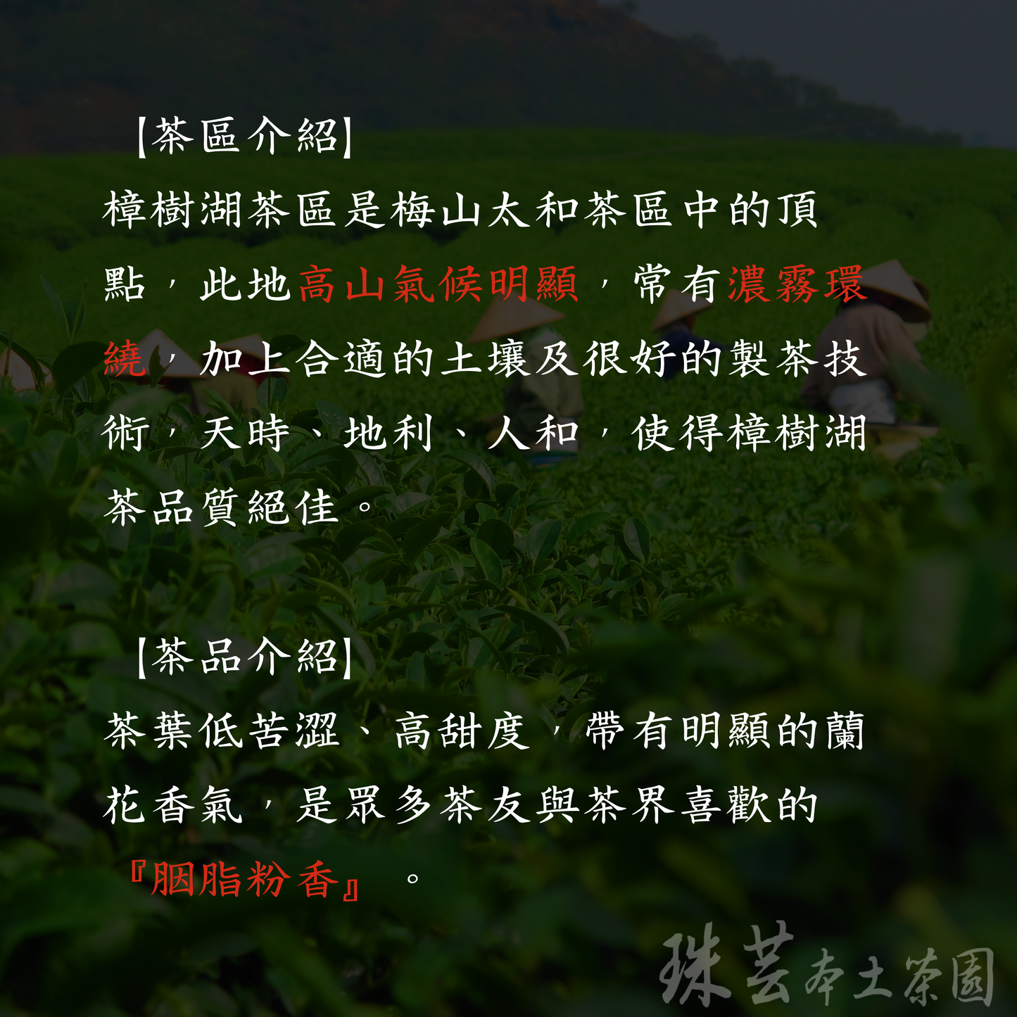 【樟樹湖 : 粉脂花魁】