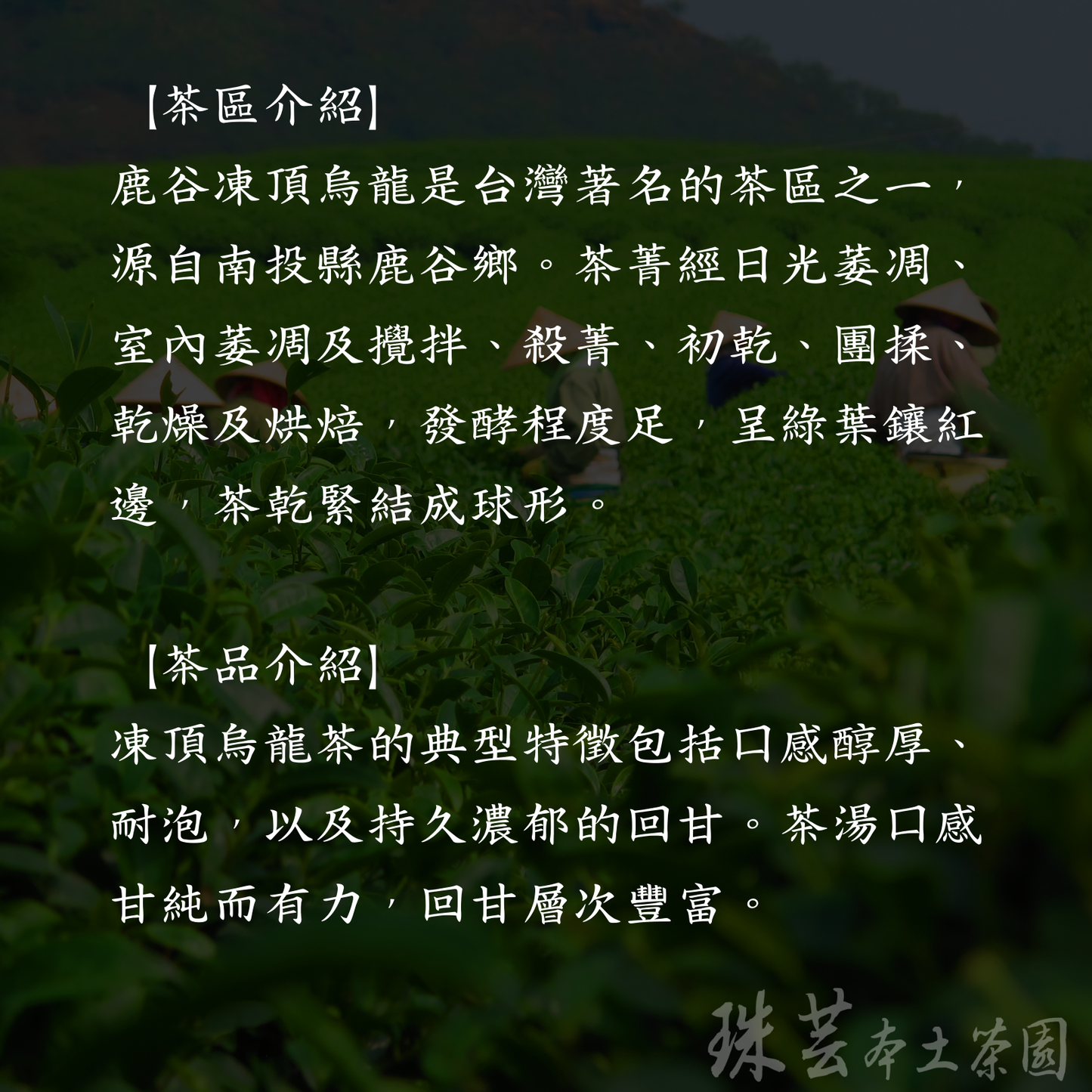【南投鹿谷:厚韻凍頂】 F6