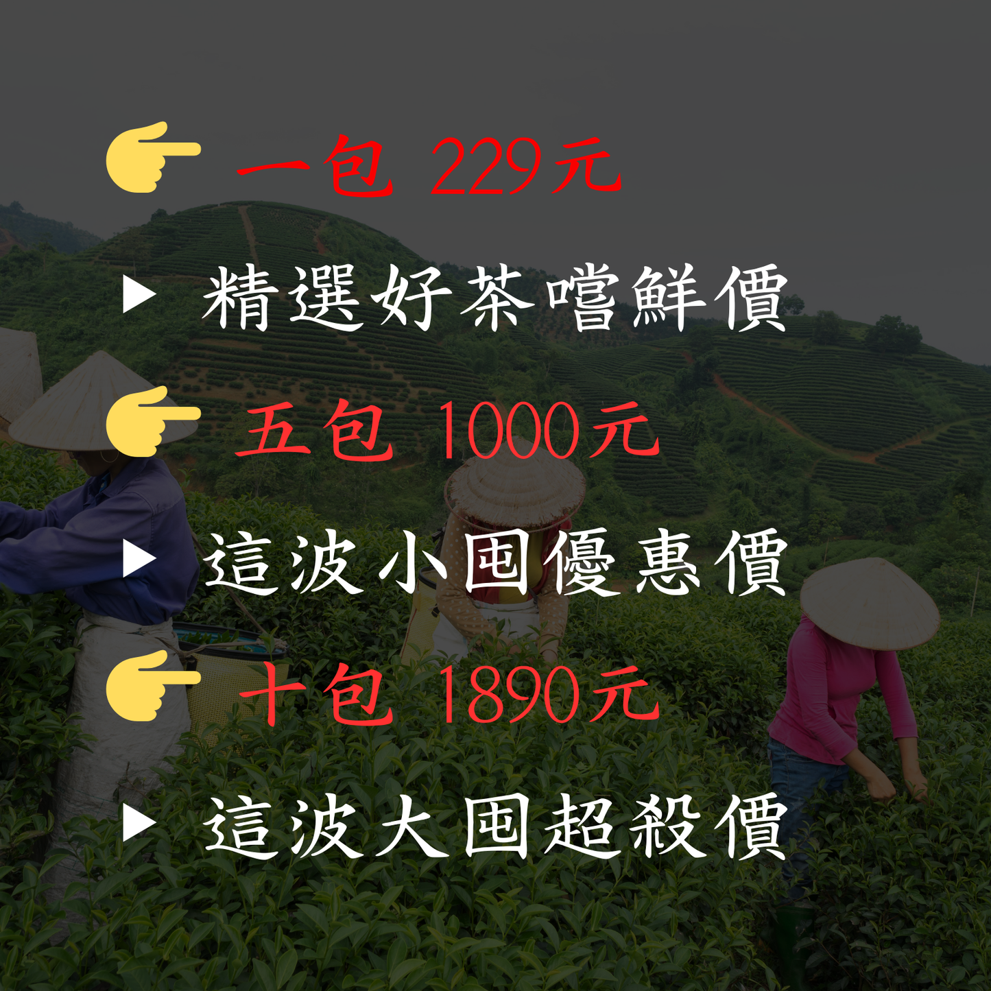 【暖春鹿野:台東紅烏龍】