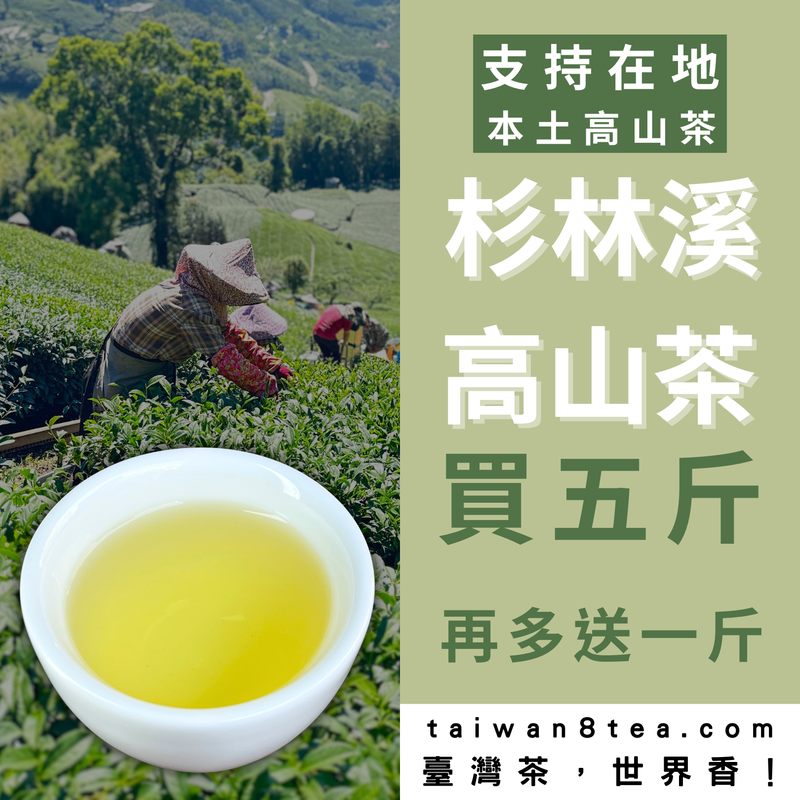 清雅淡然｜杉林溪高山茶